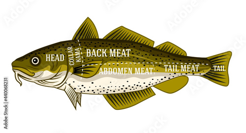 Vector fish monger diagram guide for cutting cod