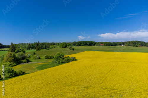 Blühendes Rapsfeld, Bayern, Deutschland