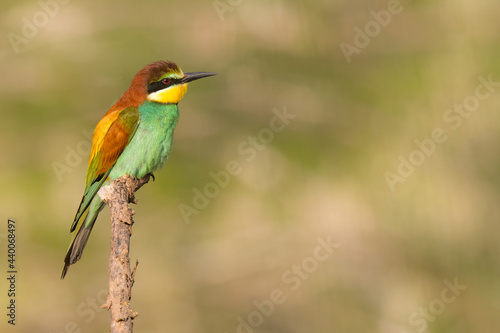 The European bee-eater sits on a branch