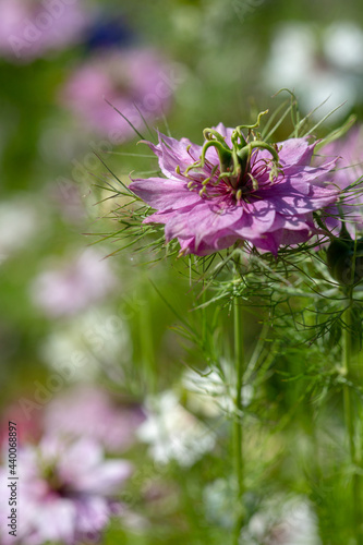 Close up of nigella flower, commonly known as Love in a Mist, a common border annual photo
