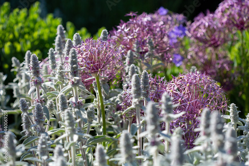 Mixed perennial border of Stachys, Alliums and Campanula  photo