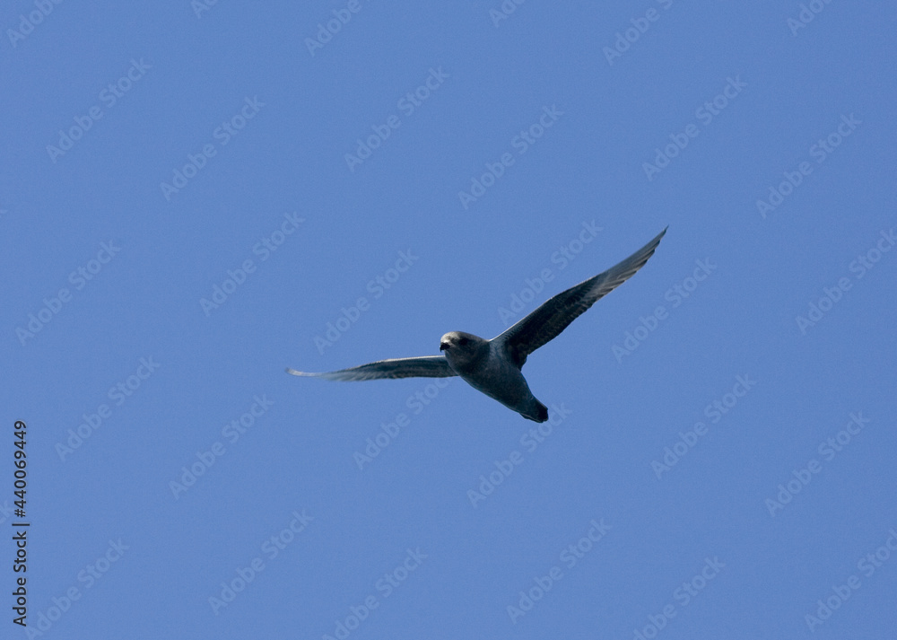 Obraz premium Kerguelen Petrel, Kerguelenstormvogel, Aphrodroma brevirostris