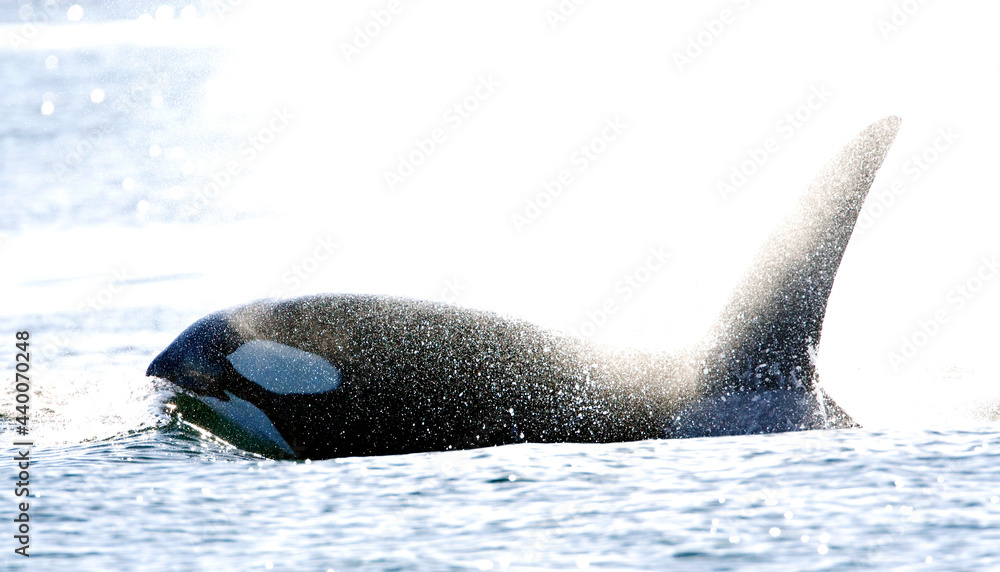 Fototapeta premium Orka, Killer whale, Orcinus orca