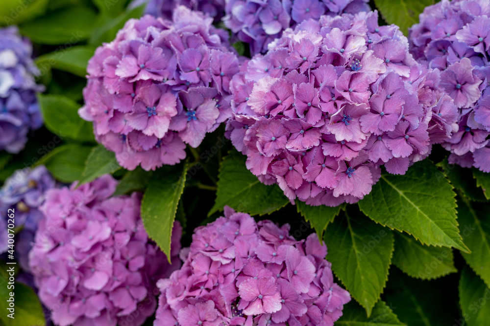 紫陽花 紫陽花