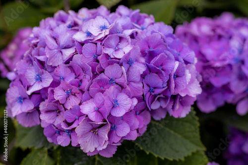 紫陽花 © ryo