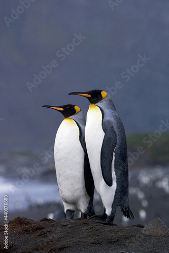 King Penguin  Koningspingu  n  Aptenodytes patagonicus