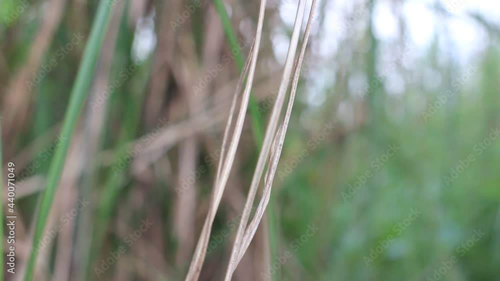 dry sugarcane leaves in the wind dry sugarcane leaves in the wind