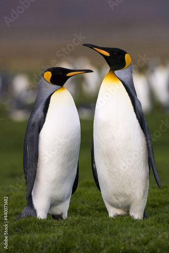 King Penguin  Koningspingu  n  Aptenodytes patagonicus