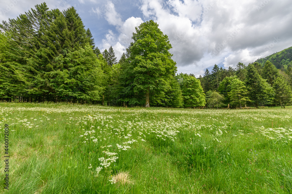 Landscape of the Vosges in spring near Gérardmer.