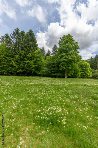 Landscape of the Vosges in spring near G  rardmer.