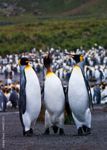 Koningspingu  n  King Penguin  Aptenodytes patagonicus