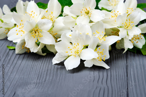 Beautiful blooming jasmine with green leaves on a grey wooden background.