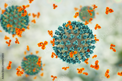Antibodies attacking SARS-CoV-2 virus, corona virus, COVID-19 viruses photo