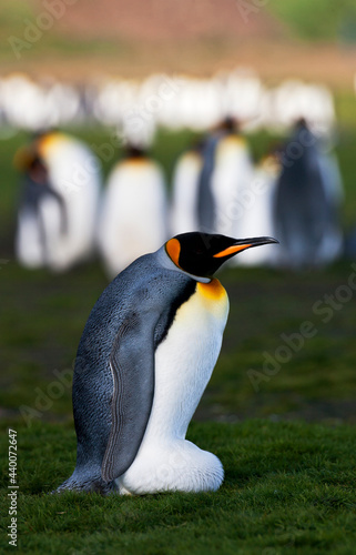 Koningspingu  n  King Penguin  Aptenodytes patagonicus