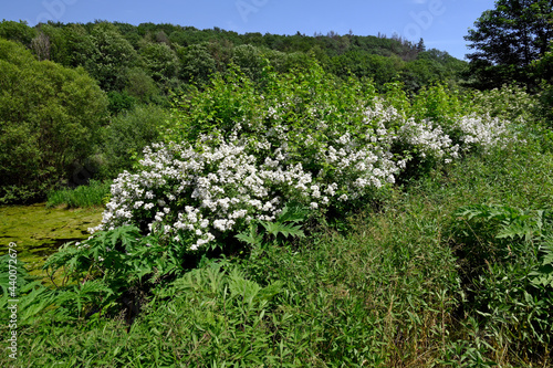 blühende Acker-Rose, Feldrose, Hagedorn (Rosa agrestis) // flowering fieldbriar photo