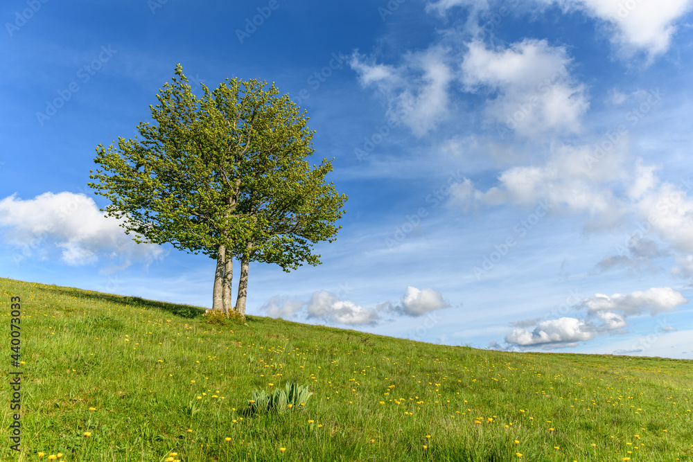 Obraz premium Isolated trees at the top of the Vosges mountains.