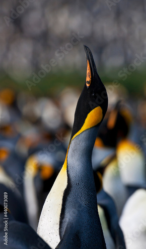 Koningspinguïn, King Penguin, Aptenodytes patagonicus photo