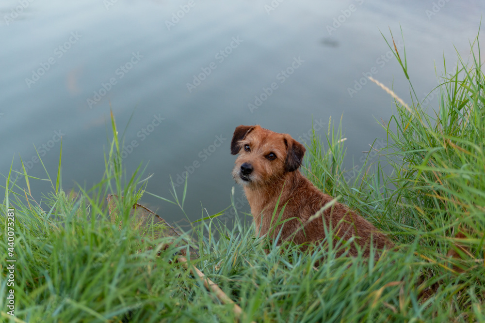 red dog sitting on the shore of the lake in the grass and looking at the camera