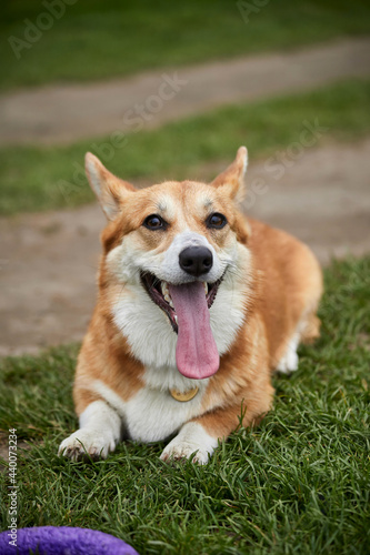 Happy Welsh Corgi Pembroke dog playing with puller in the spring park