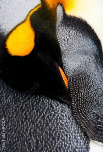 Εκτύπωση καμβά Koningspinguïn, King Penguin, Aptenodytes patagonicus