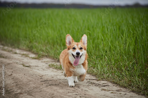 Happy Welsh Corgi Pembroke dog playing in the spring field