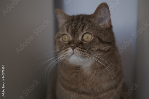 Fototapeta Naklejka Na Ścianę i Meble -  close up portrait of a cat