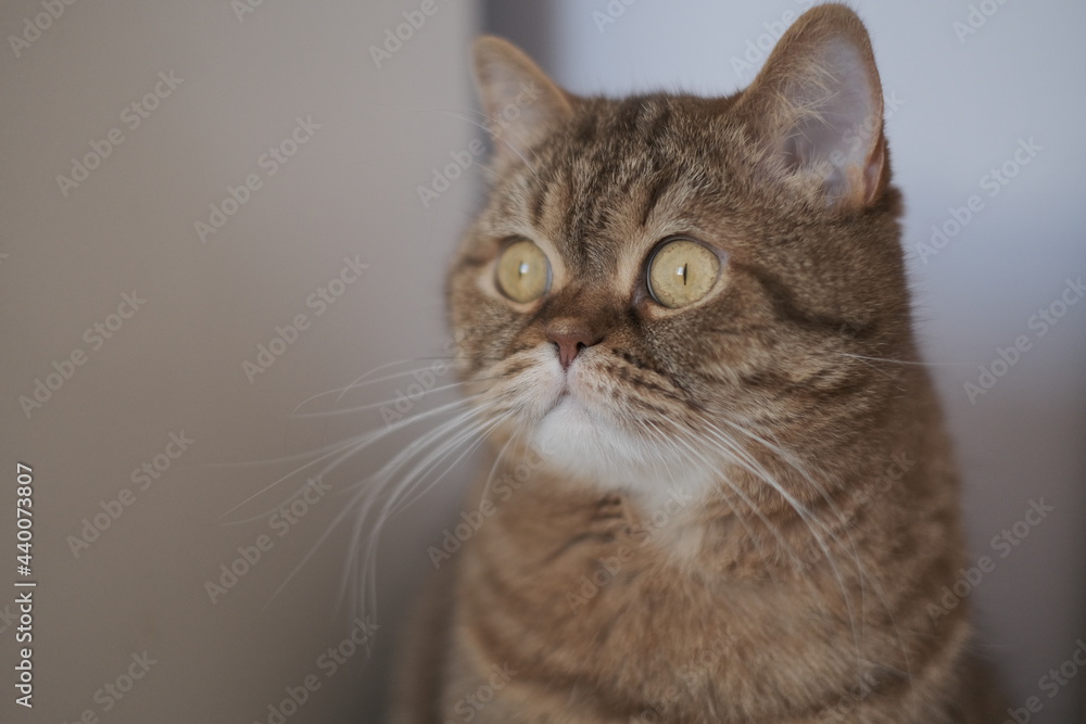 close up portrait of a cat close up portrait of a cat