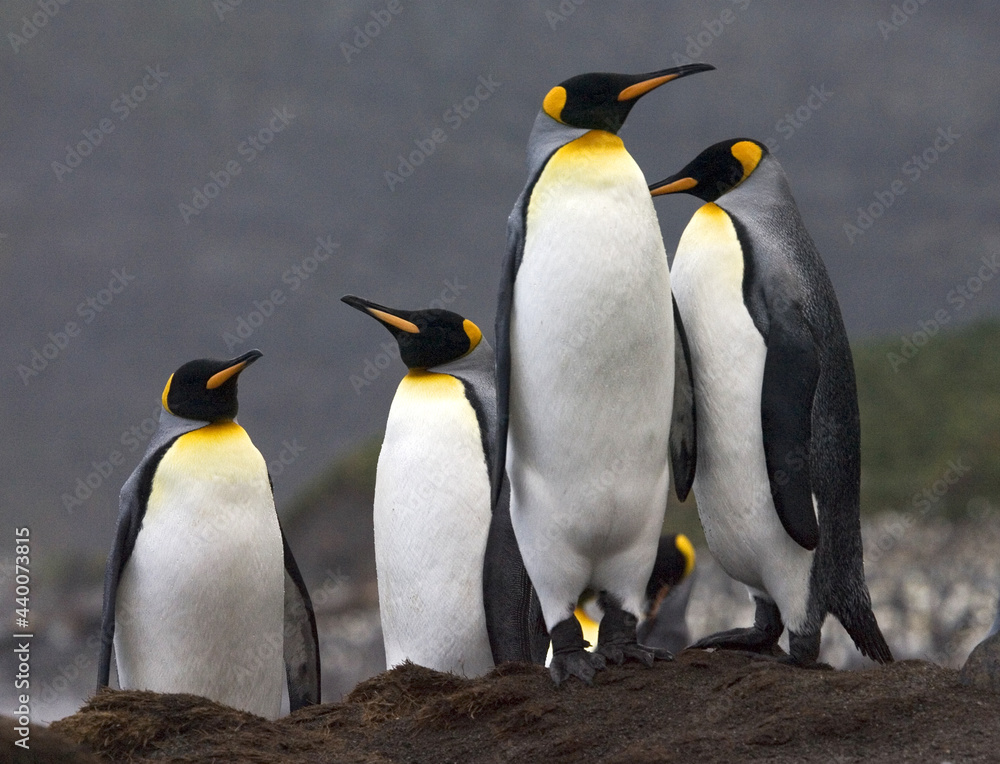 Fototapeta premium King Penguin, Koningspinguïn, Aptenodytes patagonicus