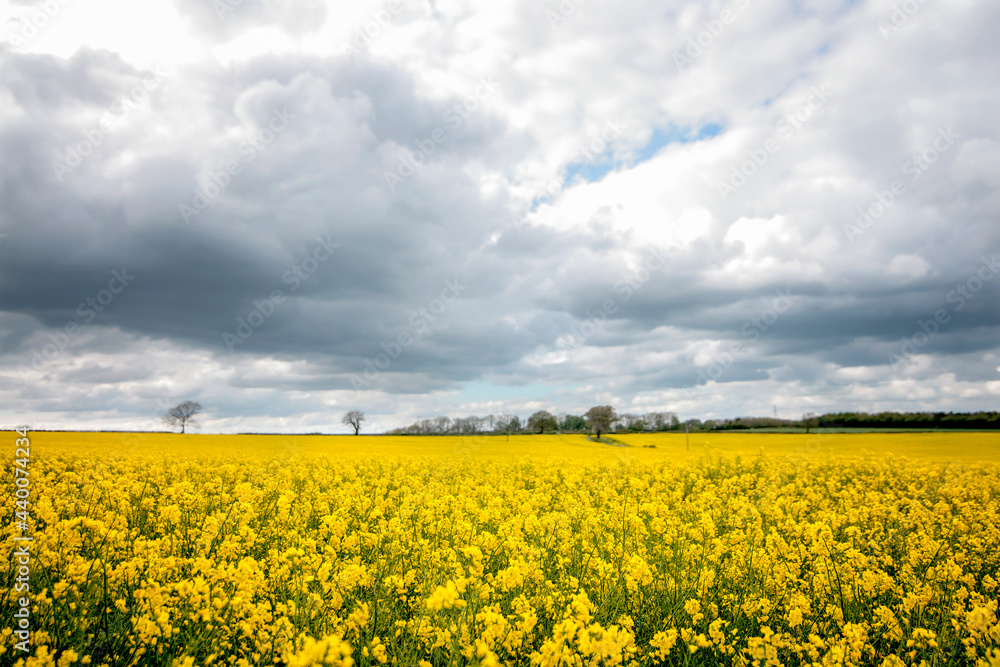Dramatic sky over rapeseed field in the English Cotswolds