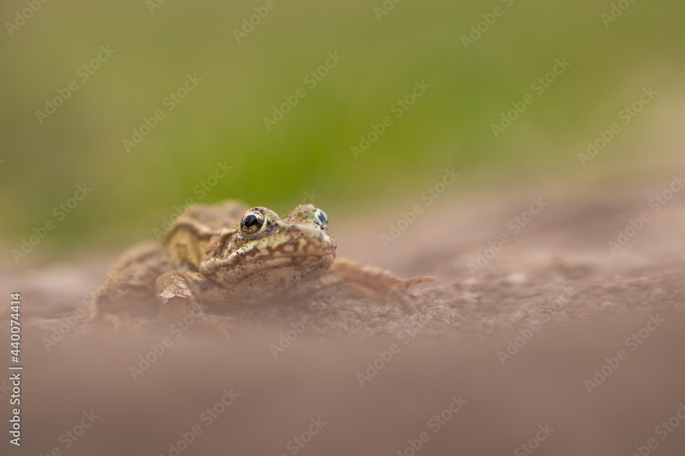 Obraz premium Teichfrosch