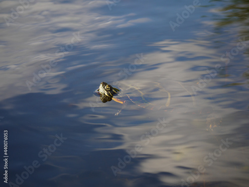 turtle breaking water surface