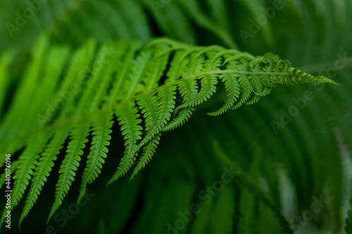 Garden fern. Green natural backdrop from green fresh leaves of fern plant growing in a park or garden. Close-up of an ornamental garden perennial plant. photo
