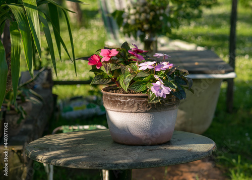 Fototapeta Naklejka Na Ścianę i Meble -  garden flowers in pots, flowering plants and flowers in the summer garden
