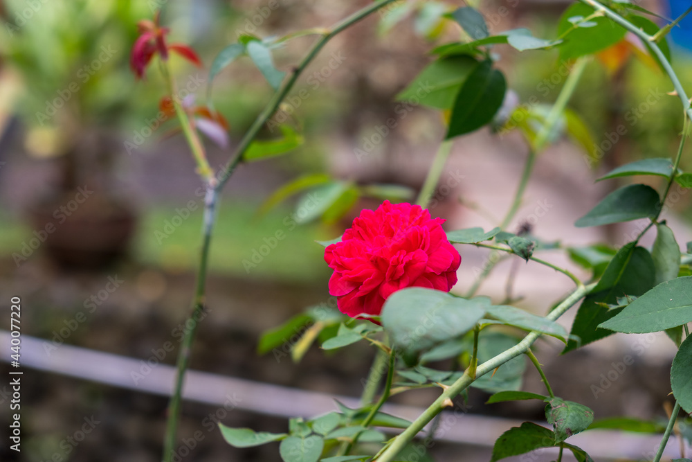 red rose in garden