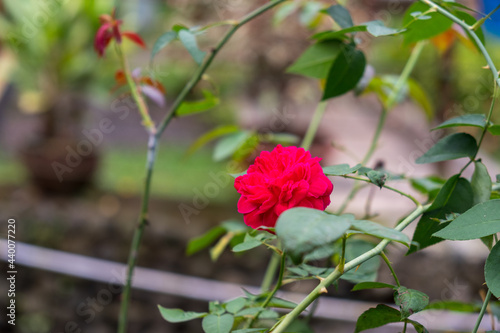 red rose in garden