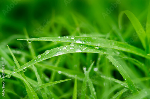 beautiful water droplets on a leaf or grass