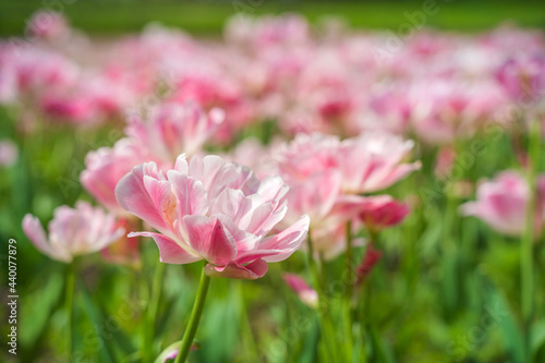Field with pink flowers, beautiful natural background