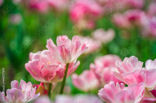 Field with pink flowers, beautiful natural background