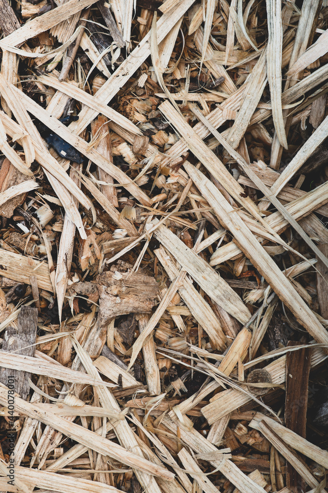 Pile of wood shavings Pile of wood shavings