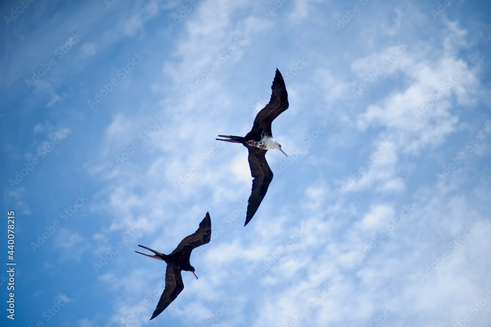 A couple of frigate in flight, tropical Island. A Fragata in flight, horizontal screen. In the background the sky with white clouds