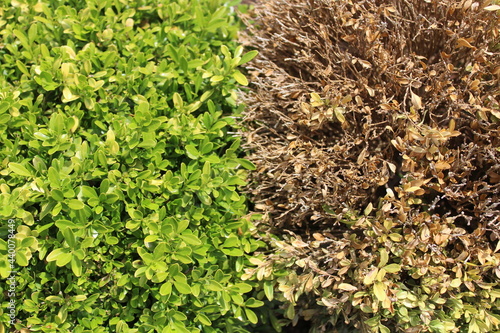 Gesunder und beschädigter Buchs