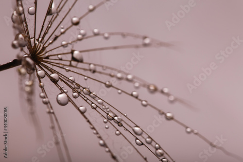 Background of dandelion with water drops.