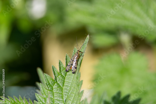 snail mantid fly on a leaf with a green background