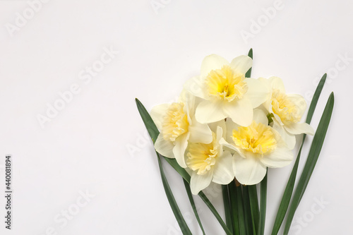 Beautiful daffodils on white background