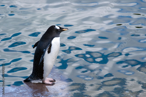 Gentoo penguins hunting near the Arctic Peninsula. The gentoo penguin is a penguin species in the genus Pygoscelis  most closely related to the Ad  lie penguin and the chinstrap penguin. 