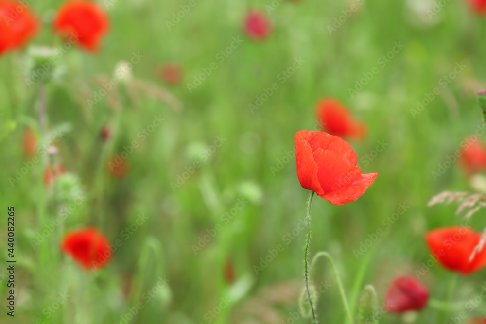 Beautiful poppy flowers in field Beautiful poppy flowers in field