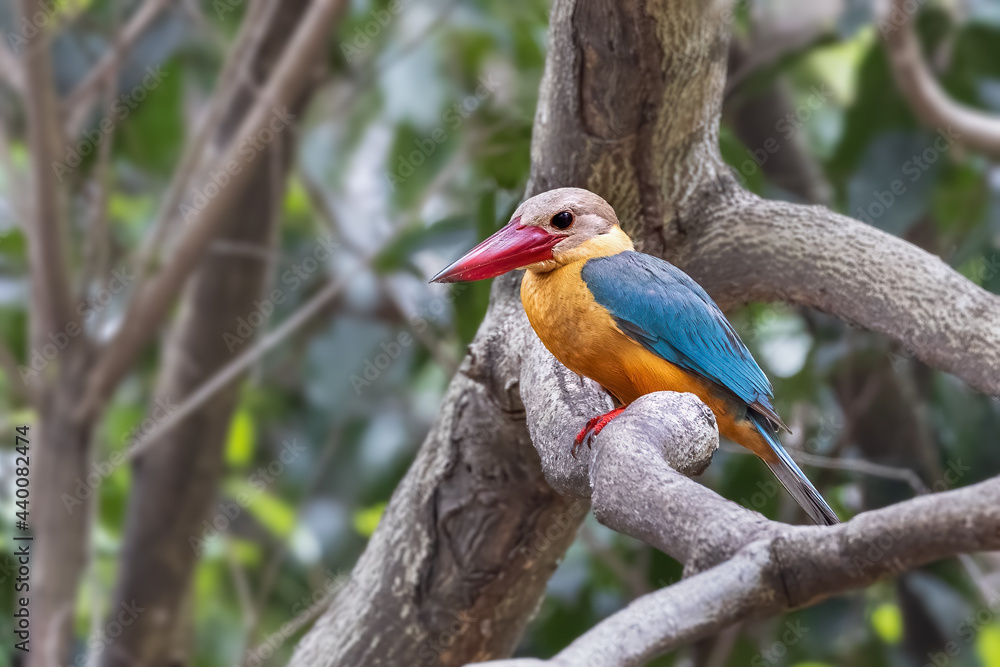 Stork-billed Kingfisher (Pelargopsis capensis)on the branch in nature of Thailand Stork-billed Kingfisher (Pelargopsis capensis)on the branch in nature of Thailand
