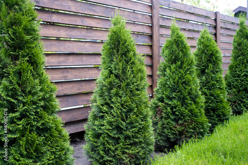 Beautiful young green thuja on the background of a wooden fence.