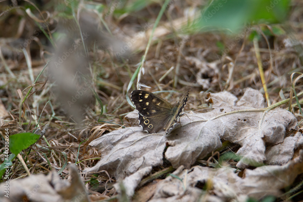 speckled wood (Pararge aegeria) a speckled wood butterfly resting on a dead leaf with a natural  background