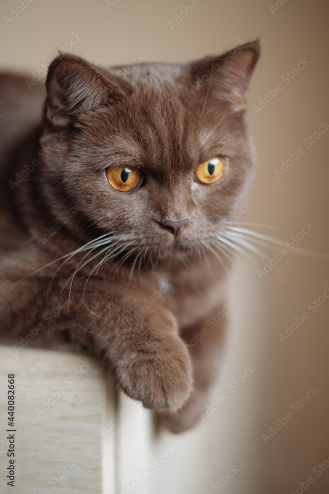 Portrait of cinnamon color british shorthair cat